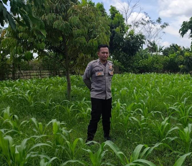 Dukung Ketahanan Pangan Nasional, Personil Polsek Rengasdengklok Laksanakan Monitoring Tanaman Jagung Hybrida