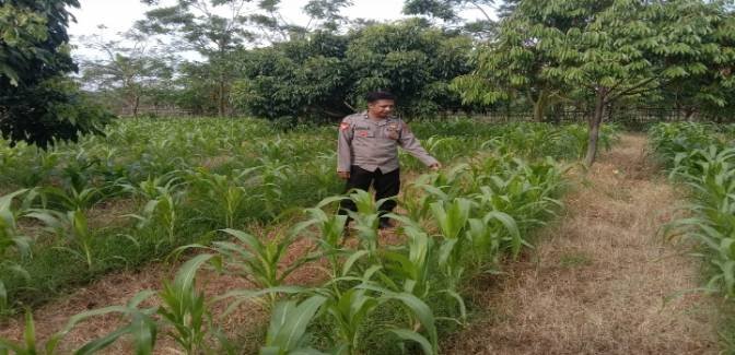 Polsek Rengasdengklok Laksanakan Monitoring Tanaman Jagung Hybrida Sebagai Dukungan Ketahanan Pangan Nasional