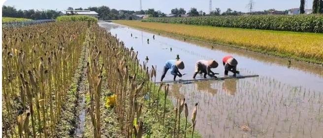 Petani Karanganyar Diimbau Tak Panik Hadapi El Nino, Wajib Terapkan Pola Budidaya Hemat Air