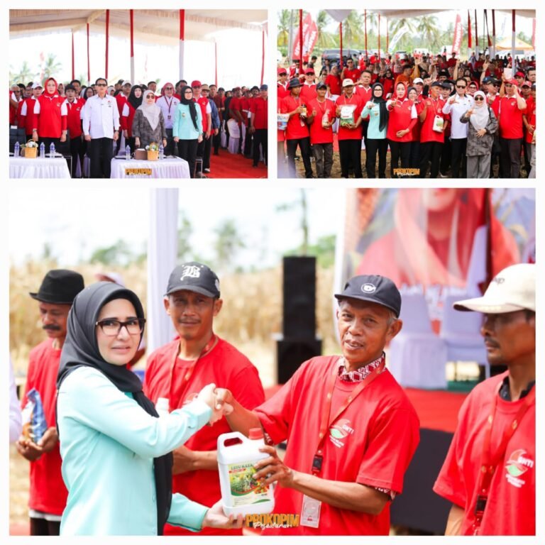 Dukung Penguatan Ketahanan Pangan, GNTI Gelar Panen Raya Jagung di Pesawaran