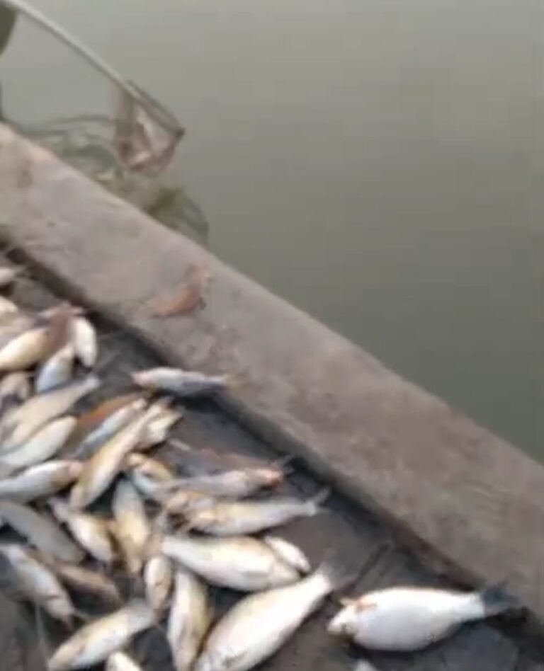 Puluhan Ikan Ditemukan Mati di Tanggul Johar Karawang Timur, Dugaan Pencemaran Limbah Diselidiki
