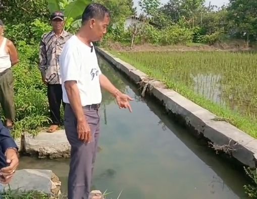 Petani Menjerit! Irigasi Tak Beres dan Hama Tikus Ancam Ribuan Hektare Sawah di Rengasdengklok